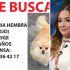 Sherlyn pide ayuda a través de Instagram para encontrar a su perrita Lovy