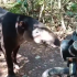 Un tapir en Calakmul fue diagnosticado con miasis por Gusano Barrenador del Ganado.