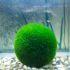Marimo: qué es la planta japonesa que vive más de 100 años y cómo cuidarla