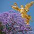 Historia de las jacarandas en la CDMX
