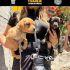 En el lugar se localizaron cuatro perros adultos y tres cachorros de varias razas y tamaños