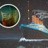¿Quién descubrió los restos del Titanic?