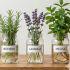 Plantas medicinales en agua: guía práctica para tu botica casera