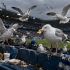 Las aves descendieron al campo de forma numerosa, después de retomar el vuelo se mantuvieron merodeando el campo.