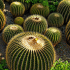 Grupo de biznagas burra Echinocactus platyacanthus de forma esférica con espinas amarillas densas creciendo en suelo pedregoso y vegetación baja