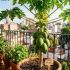 Cómo cultivar papaya en una maceta