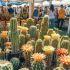 Festival de Cactáceas en San Ángel 2026