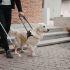 Razas más comunes de perro guía y por qué