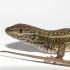 Ejemplar de la especie Stenocercus aguilari con cuerpo alargado y escamas marrones, fotografiado de perfil sobre fondo claro.