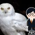 Butterbeer Season en CDMX: evento con bebida icónica de Harry Potter