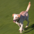 Un perro invadió este domingo un partido de la liga argentina creando la emoción en el público.