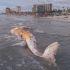 La ballena fue localizada el lunes por la mañana en las inmediaciones del muelle de Playas de Rosarito en Baja California.
