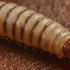 larva