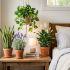 Plantas para dormir mejor que debes tener en tu dormitorio