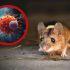 Chile enfrenta un aumento de muertes por hantavirus mientras continúa la investigación internacional sobre la variante Andes.