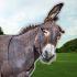 Santuarios de burros en México