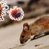 El virus Andes es la única variante de hantavirus con capacidad limitada de transmisión entre personas.