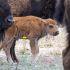 La Reserva Cuenca Los Ojos registra los primeros nacimientos de bisonte en Sonora.
