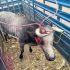Un toro de lidia escapó y desquició la carretera México–Querétaro en El Marqués, causando caos vial antes de ser asegurado por autoridades.