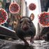 Autoridades investigan un vertedero donde turistas habrían tenido contacto con roedores portadores hantavirus.