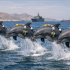 La polémica de los delfines kamikazes comenzó tras un reportaje publicado por The Wall Street Journal.