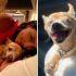 Eiza González despide a su perrita Pasita con desgarrador mensaje