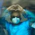 El hantavirus es una enfermedad viral zoonótica transmitida principalmente por roedores infectados.