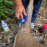 ernesto.mendez@gimm.com.mxEl número de animales de vida silvestre con miasis por Gusano Barrenador del Ganado (Cochliomyia hominivorax), se elevó a 11 con la aparición de un nuevo caso en el municipio de Berriozábal, Chiapas.De acuerdo a datos del Servicio Nacional de Sanidad, Inocuidad y Calidad Agroalimentaria (Senasica), el pasado 13 de abril se identificó a un ciervo rojo (Cervus elaphus), macho de aproximadamente tres años de edad, con gusanera en una lesión en la pata trasera derecha.El reporte se realizó en la Unidad de Manejo para la Conservación de la Vida Silvestre (UMA), Santa Cecilia, cuando se observó a un ciervo rojo con la herida infestada de larvas, ocasionada por la agresión de otros ejemplares. La presencia del parásito fue confirmada por los laboratorios del Centro Nacional de Referencia en Parasitología Animal y Tecnología Analítica (CENAPA).De esta forma, suman 11 casos de Gusano Barrenador del Ganado en fauna silvestre, cuatro bajo cuidado profesional en un ambiente confinado y siete en vida libre.Según las estadísticas, hasta el momento van cinco ciervos rojos con este parásito, cuatro en Yucatán y ahora uno en Chiapas, lo que hace a esta especie Cervus elaphus, la más afectada por el parásito entre los animales de vida silvestre. Los otros casos registrados desde abril de 2025 a la fecha son: una aguililla caminera (Tabasco), una paloma común (Veracruz), un mono saraguato (fallecido en Chiapas), un búfalo de agua (Campeche), un tapir (Campeche) y un venado cola blanca (Veracruz). ernesto.mendez@gimm.com.mxEl número de animales de vida silvestre con miasis por Gusano Barrenador del Ganado (Cochliomyia hominivorax), se elevó a 11 con la aparición de un nuevo caso en el municipio de Berriozábal, Chiapas.De acuerdo a datos del Servicio Nacional de Sanidad, Inocuidad y Calidad Agroalimentaria (Senasica), el pasado 13 de abril se identificó a un ciervo rojo (Cervus elaphus), macho de aproximadamente tres años de edad, con gusanera en una lesión en la pata trasera derecha.El reporte se realizó en la Unidad de Manejo para la Conservación de la Vida Silvestre (UMA), Santa Cecilia, cuando se observó a un ciervo rojo con la herida infestada de larvas, ocasionada por la agresión de otros ejemplares. La presencia del parásito fue confirmada por los laboratorios del Centro Nacional de Referencia en Parasitología Animal y Tecnología Analítica (CENAPA).De esta forma, suman 11 casos de Gusano Barrenador del Ganado en fauna silvestre, cuatro bajo cuidado profesional en un ambiente confinado y siete en vida libre.Según las estadísticas, hasta el momento van cinco ciervos rojos con este parásito, cuatro en Yucatán y ahora uno en Chiapas, lo que hace a esta especie Cervus elaphus, la más afectada por el parásito entre los animales de vida silvestre. Los otros casos registrados desde abril de 2025 a la fecha son: una aguililla caminera (Tabasco), una paloma común (Veracruz), un mono saraguato (fallecido en Chiapas), un búfalo de agua (Campeche), un tapir (Campeche) y un venado cola blanca (Veracruz).