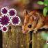 La variante Andes es la única cepa conocida del hantavirus con transmisión entre humanos.