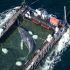 La ballena, apodada "Timmy" por los medios alemanes, fue vista por primera vez atrapada en un banco de arena el 23 de marzo. Tras varios intentos fue liberada el 2 de mayo.