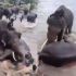 Videos difundidos en redes sociales captaron momentos de tensión entre los animales.