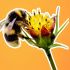 Día Mundial de las Abejas: ¿Qué pasaría si estos insectos se extinguen?