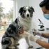 Médico veterinario tratando la herida de un perro pastor australiano infectado por el gusano barrenador del ganado en una clínica de Xochimilco, CDMX.