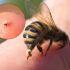 ¿Qué hacer si te pica una abeja?