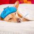 Síntomas de fiebre en perros
