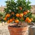 Cómo cultivar naranjas en una maceta