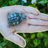 ¿Cómo cuidar una tortuga pequeña en casa?
