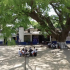 uando el calor es insoportable, las maestras los sacan a tomar clase bajo un árbol.