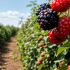 Zarzamoras maduras y en proceso de maduración crecen en un cultivo agrícola de berries bajo luz natural en México.