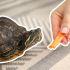 Qué tortugas sí puedes tener como mascotas