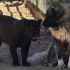 Pantera negra y perro mastín viven juntos en Chihuahua