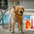 ¿Dónde mojar a tu perro cuando tiene calor? Así puedes refrescarlo