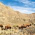 Ejemplares de bisonte americano en Coahuila.