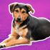 Mitos sobre los perros mestizos