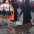 Perrito se une a honores a la bandera en primaria de Tecámac