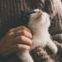 Cómo saber si eres la persona favorita de tu gato