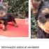 CDMX prohíbe la venta informal de mascotas en redes y crea el Registro de Maltratadores