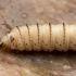Gusano barrenador: estas fotos te ayudarán a identificar la larva en CDMX