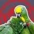 ¿Es legal tener un loro como mascota en México? Esto dice la ley para evitar el tráfico ilegal