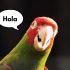 ¿Por qué los loros hablan?